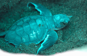 costa-rica-sea-turtle-conservation-new25