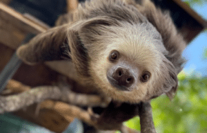 costa-rica-sloth-and-wildlife-rescue-center-aug24-1