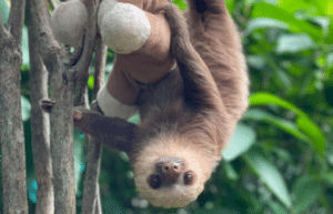 costa-rica-sloth-and-wildlife-rescue-center-aug24-4