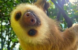 costa-rica-sloth-and-wildlife-rescue-center-new1