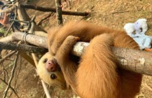 costa-rica-sloth-and-wildlife-rescue-center-new11