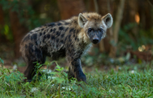 malawiwildlife-rescue-center-20245