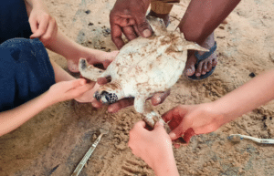 sri-lanka-family-turtle-new14