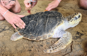 sri-lanka-family-turtle-new17