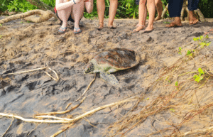 sri-lanka-family-turtle-new29