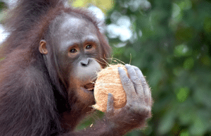 thailand-asian-wildlife-rescue-center16