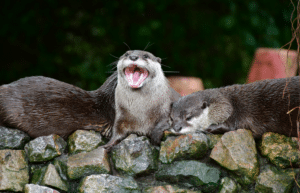 thailand-asian-wildlife-rescue-center17