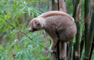 thailand-asian-wildlife-rescue-center3