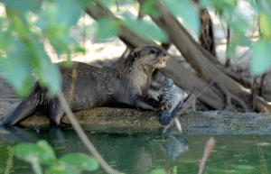 thailand-asian-wildlife-rescue-center6