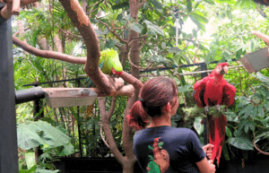 costa-rica-wild-animal-rescue-and-rehabilitation-in-san-jose17