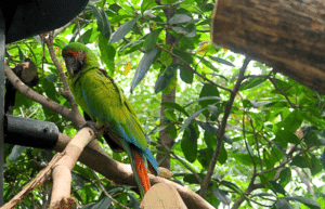 costa-rica-wild-animal-rescue-and-rehabilitation-in-san-jose20