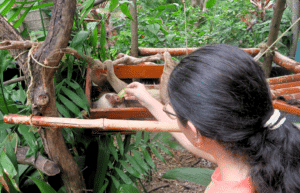 costa-rica-wild-animal-rescue-and-rehabilitation-in-san-jose27