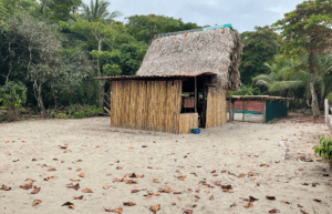 costa-rica-pacific-sea-turtle-volunteer-program16