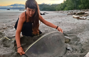 costa-rica-pacific-sea-turtle-volunteer-program25