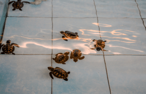 bali-sea-turtle-community-for-teenagers12