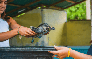 bali-sea-turtle-conservation-program-for-teenagers10