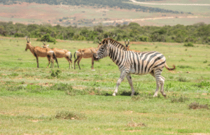 kenya-climate-change-and-wildlife-program-for-teenagers8