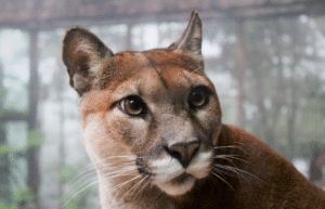 argentina-puma-sanctuary-wildlife-reserve1