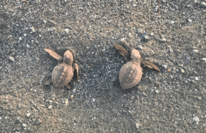 costa-rica-sea-turtle-protection-eco-oasis20