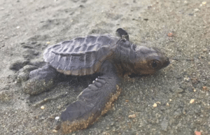 costa-rica-sea-turtle-protection-eco-oasis3