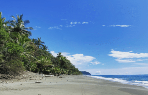 costa-rica-sea-turtle-protection-eco-oasis5