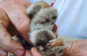 zimbabwe-pre-vet-african-wildlife-orphanage12