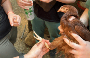 zimbabwe-pre-vet-african-wildlife-orphanage2