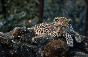 zimbabwe-pre-vet-african-wildlife-orphanage20