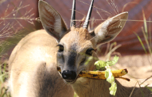 zimbabwe-pre-vet-african-wildlife-orphanage25