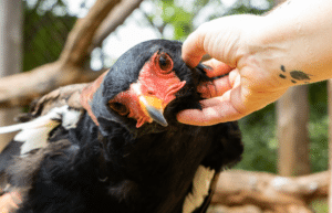 zimbabwe-pre-vet-african-wildlife-orphanage27