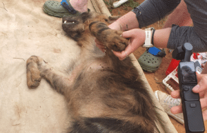 zimbabwe-pre-vet-african-wildlife-orphanage3