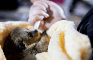 zimbabwe-pre-vet-african-wildlife-orphanage38