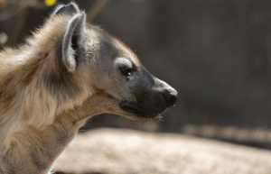 zimbabwe-pre-vet-african-wildlife-orphanage39