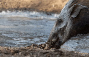 zimbabwe-pre-vet-african-wildlife-orphanage40