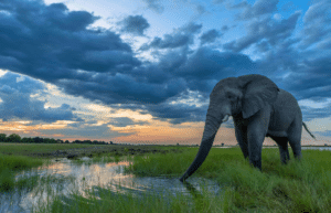 botswana-safari-volunteer-program2