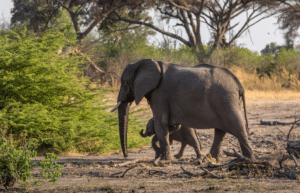 botswana-safari-volunteer-program25