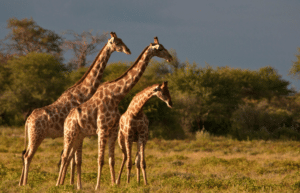 botswana-safari-volunteer-program29