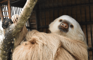 costa-rica-pre-vet-sloth-and-wildlife-rescue-center-10