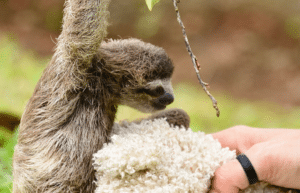 costa-rica-pre-vet-sloth-and-wildlife-rescue-center-13