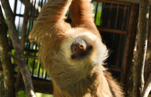 costa-rica-pre-vet-sloth-and-wildlife-rescue-center-16