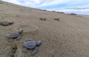 costa-rica-sea-turtle-volunteering-adventure-tour-for-teenagers1