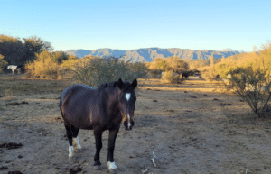 argentina-horse-volunteer-and-animal-sanctuary2