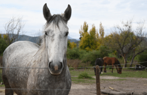 argentina-horse-volunteer-and-animal-sanctuary21