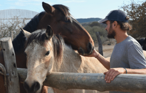 argentina-horse-volunteer-and-animal-sanctuary22