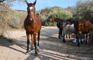 argentina-horse-volunteer-and-animal-sanctuary24