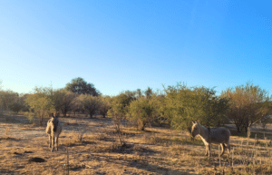 argentina-horse-volunteer-and-animal-sanctuary31