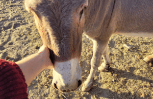 argentina-horse-volunteer-and-animal-sanctuary34