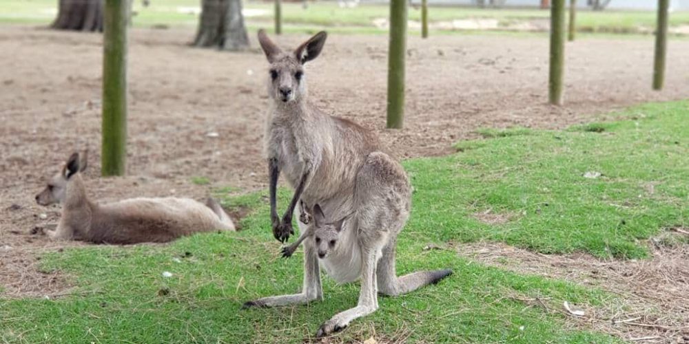 Australia - Port Stephens Wildlife Park17