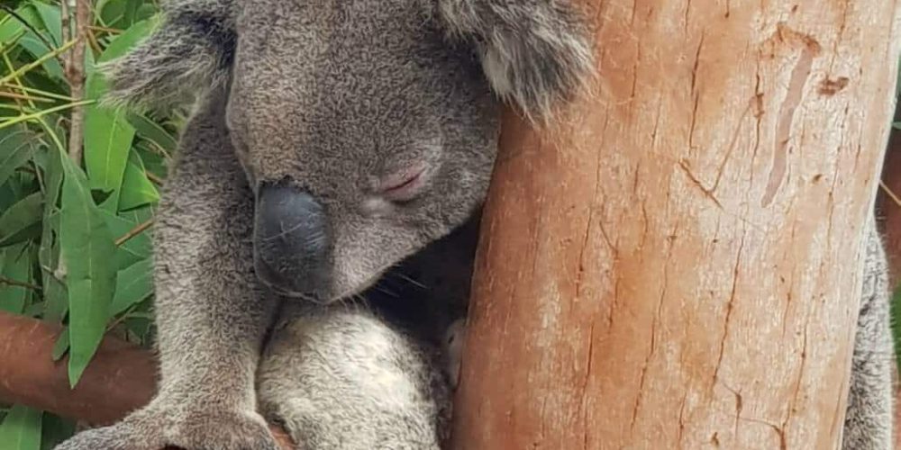 Australia - Port Stephens Wildlife Park24