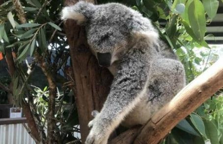 Australia-port-stephens-wildlife-sanctuary-main1